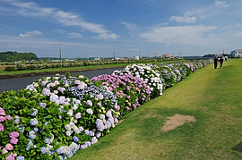 川沿いに咲くあじさい